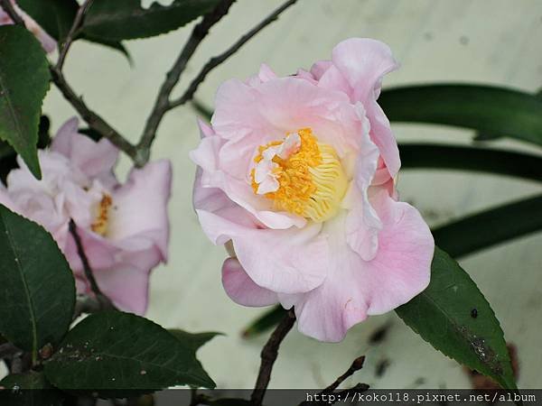 108.2.13 博愛小憩-茶花3.JPG