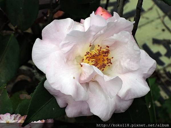 108.2.13 博愛小憩-茶花1.JPG