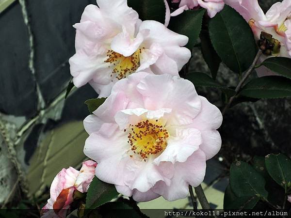 108.2.13 博愛小憩-茶花.JPG