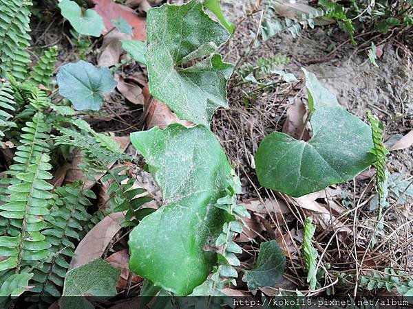 108.2.14 新竹公園-台灣山菊1.JPG