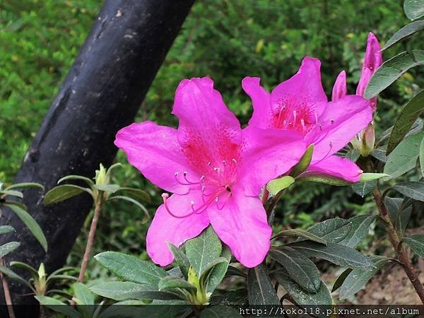 108.2.14 新竹公園-杜鵑花2.JPG