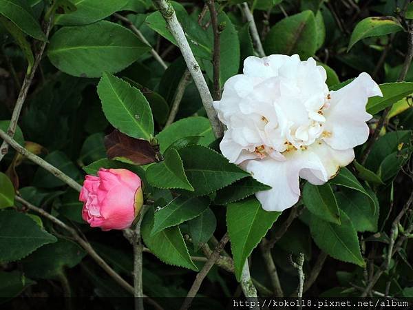 108.2.14 新竹公園-茶花.JPG