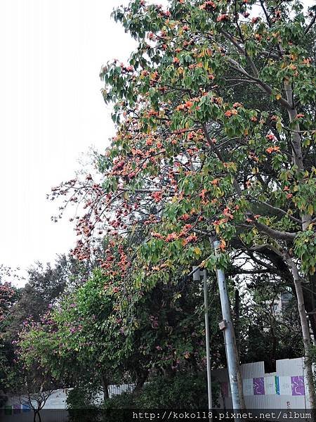 108.2.14 新竹公園-木棉.JPG