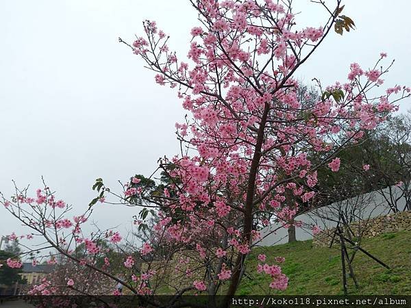 108.2.14 新竹公園-寒櫻1.jpg