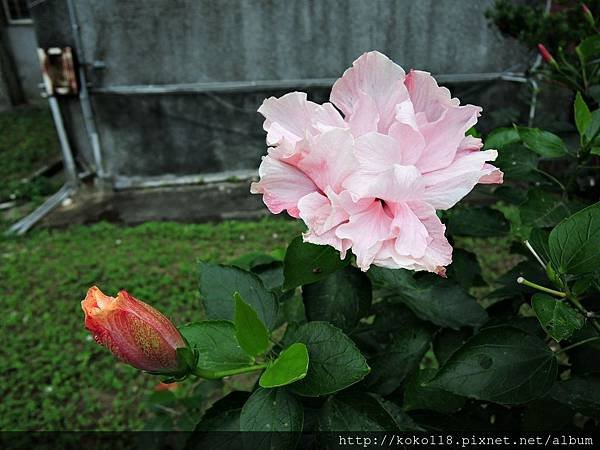 108.2.17 新竹高中-朱槿1.JPG