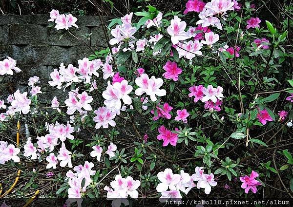 108.2.17 十八尖山-杜鵑花3.JPG