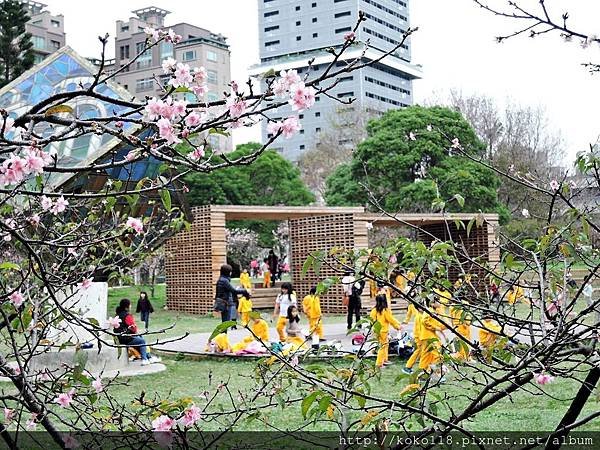 108.2.18 新竹公園-櫻花廣場1.JPG