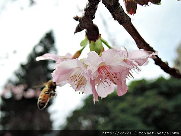 108.2.19 新竹公園-河津櫻,蜜蜂.JPG