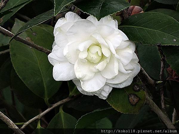 108.2.19 新竹公園-茶花.JPG