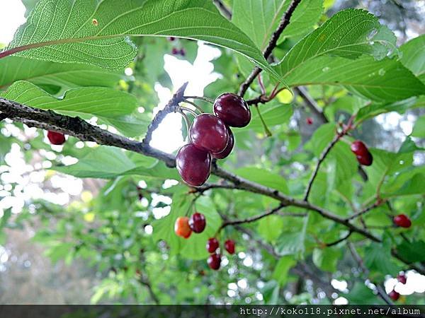 108.4.12 新竹公園-櫻花果2.JPG