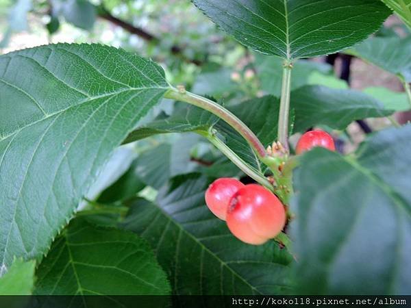 108.4.12 新竹公園-櫻花果.JPG