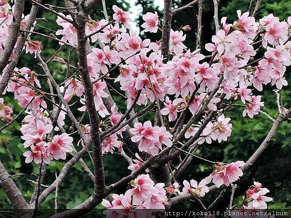 108.4.12 新竹公園-富士櫻8.JPG