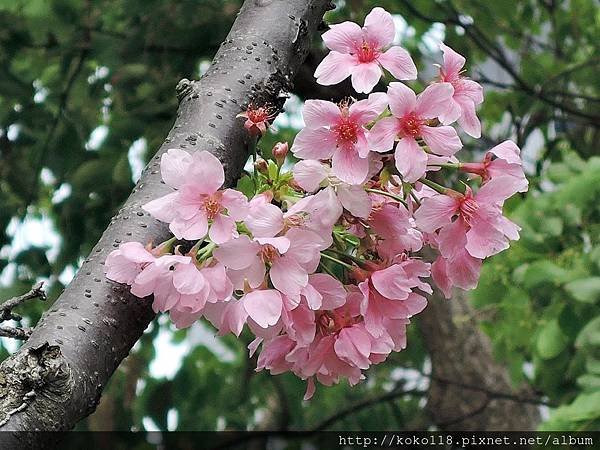 108.4.12 新竹公園-富士櫻2.JPG