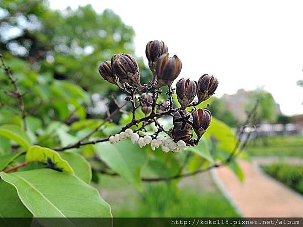 108.4.12 新竹公園-紫薇,椿象的卵.JPG