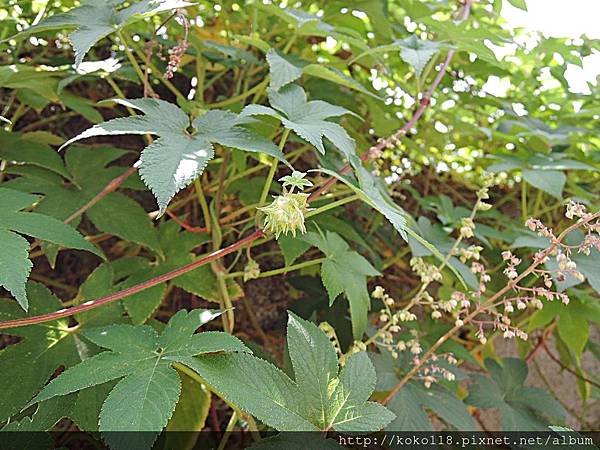108.5.5 學府路-葎草(果,花).JPG