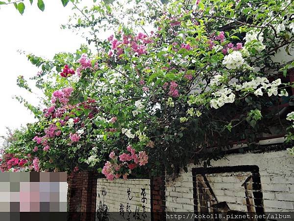 108.5.5 學府路-九重葛1.JPG