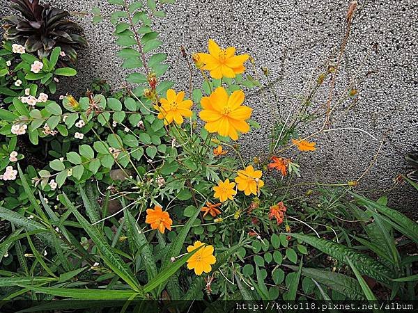 108.5.5 學府路-波斯菊.JPG
