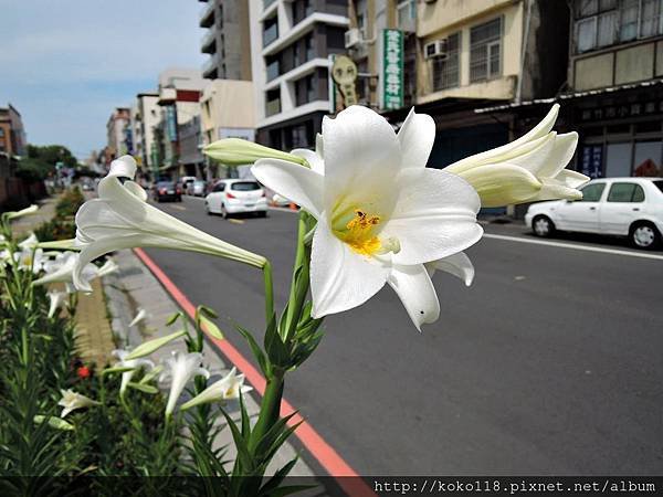 108.5.5 學府路-鐵炮百合.JPG
