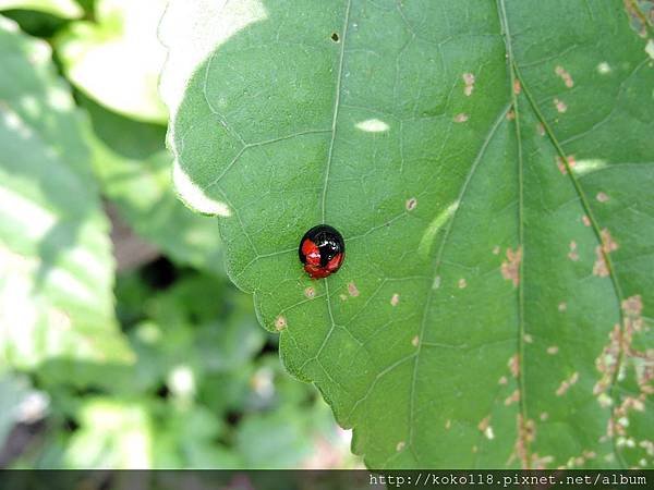 108.5.11 十八尖山-紅紋瓢蟲.JPG