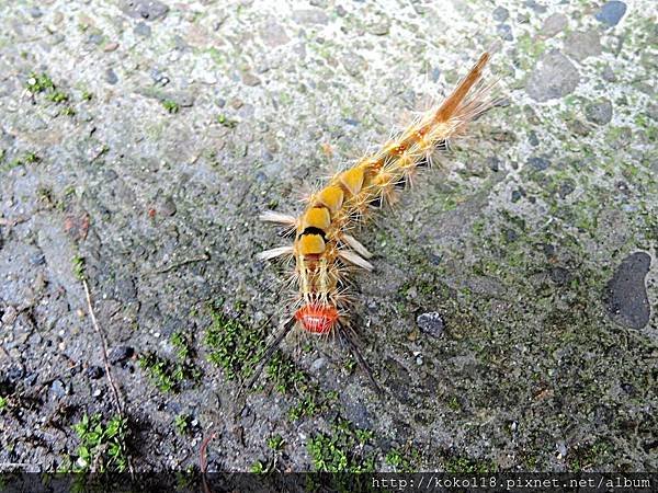 108.5.11 十八尖山-獅子亭後方階梯步道-小白紋毒蛾幼蟲2.JPG