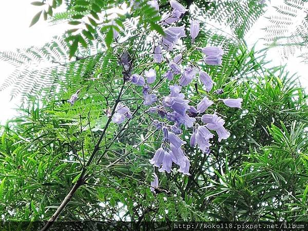 108.5.11 十八尖山-獅子亭後方階梯步道-藍花楹10.JPG