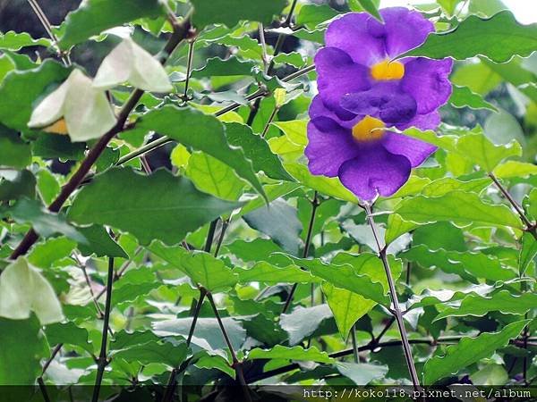 108.5.25 東山濕地生態教學公園-立鶴花1.JPG