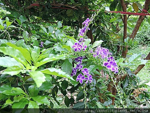 108.5.25 東山濕地生態教學公園-蕾絲金露花.JPG