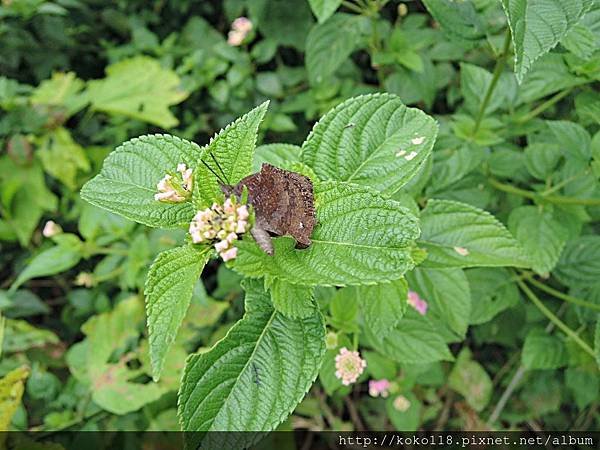 108.6.8 十八尖山-凹翅紫小灰蝶4.JPG