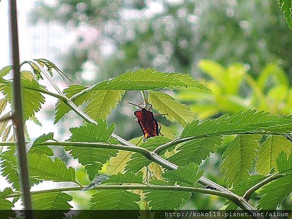 108.6.8 十八尖山-荔枝椿象若蟲1.JPG