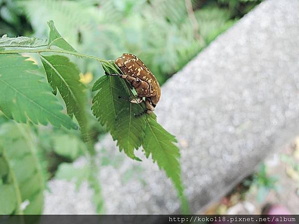 108.7.6  十八尖山-銅點花金龜2.JPG