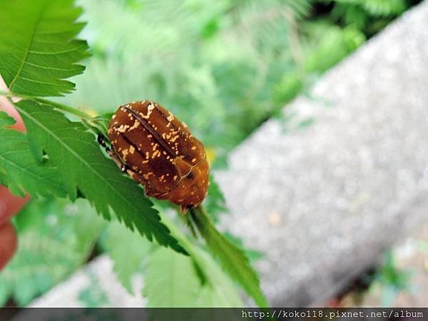108.7.6  十八尖山-銅點花金龜1.JPG