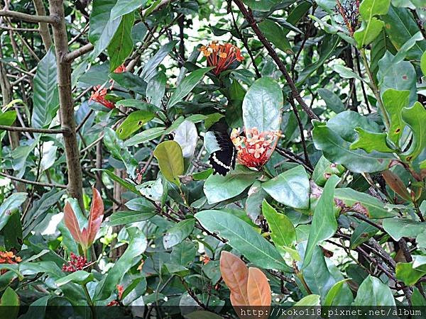 108.7.6  十八尖山-玉帶鳳蝶,仙丹花.JPG