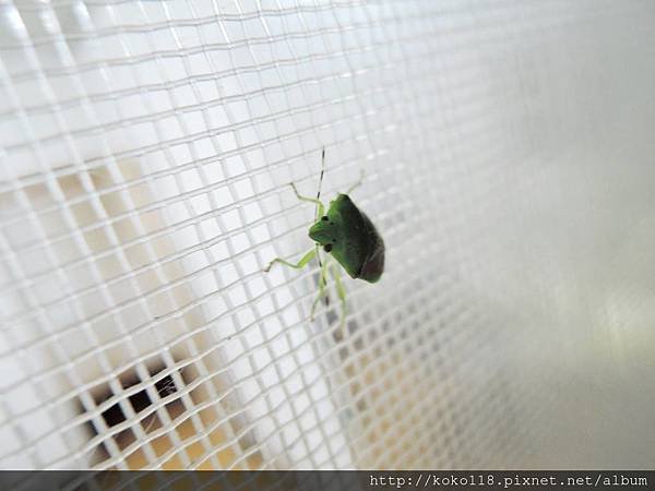108.7.7  珀椿象1.JPG
