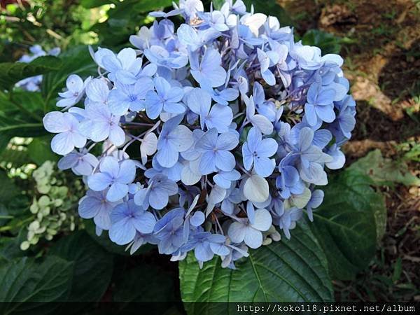 108.7.7  十八尖山-繡球花.JPG