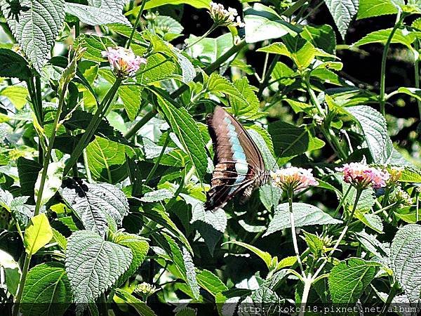 108.7.7  十八尖山-青帶鳳蝶.JPG