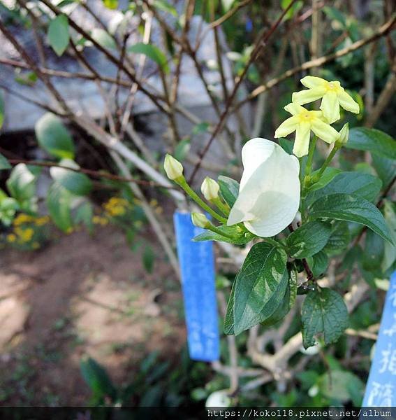 108.10.13 十八尖山-黃萼花.JPG