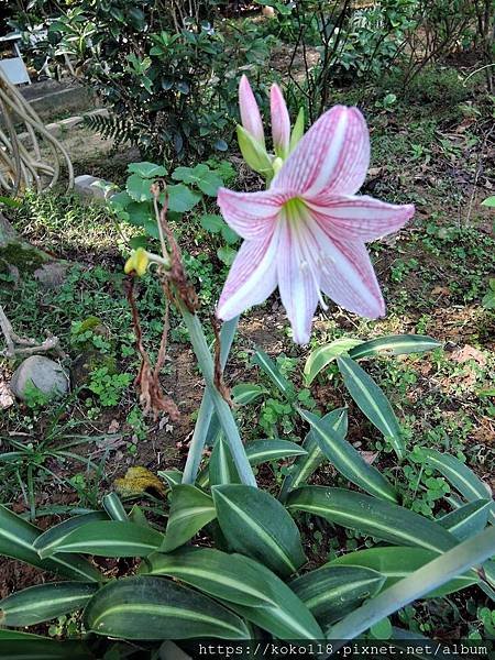 108.10.13 十八尖山-白勒孤挺花.JPG