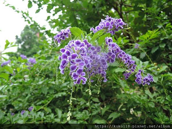 108.11.3 東山濕地生態教學公園-蕾絲金露花.JPG