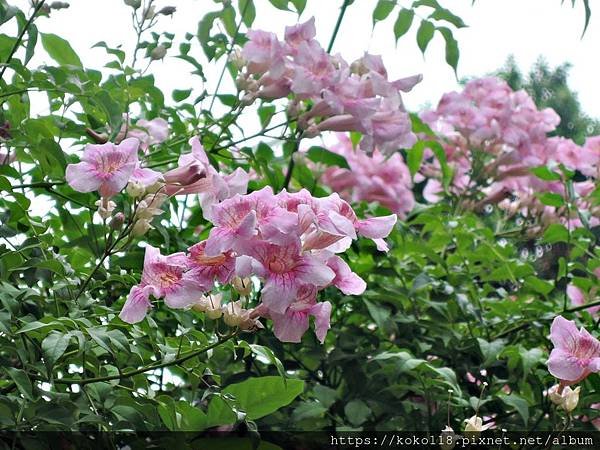 108.11.3 東山濕地生態教學公園-紫芸藤2.JPG