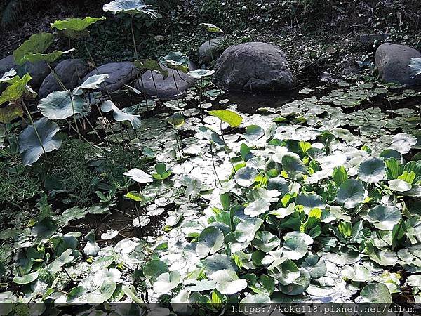 108.11.20 東山濕地生態教學公園1.JPG