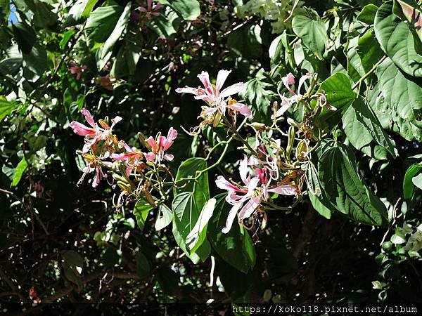 108.11.20 東山濕地生態教學公園外-洋紫荊.JPG
