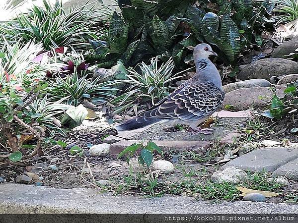 108.11.20 東山濕地生態教學公園-金背鳩.JPG