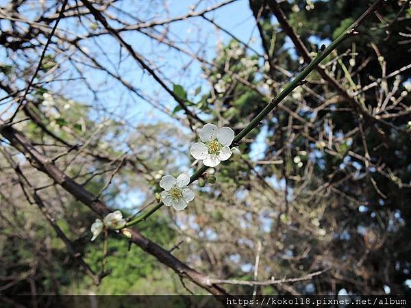 109.1.5 清華大學梅園-梅花1.JPG