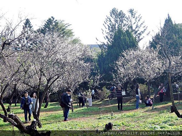 109.1.5 清華大學梅園-梅花9.JPG