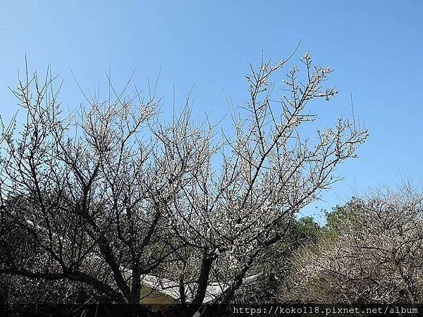 109.1.5 清華大學梅園-梅花23.JPG