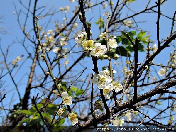 109.1.5 清華大學梅園-梅花 (六瓣) 28.JPG