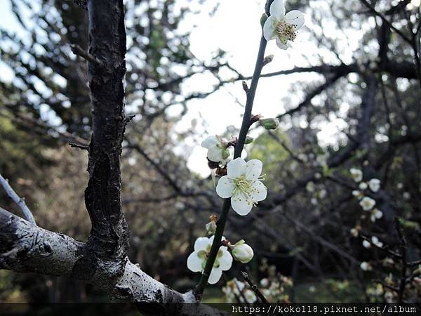 109.1.5 清華大學梅園-梅花31.JPG
