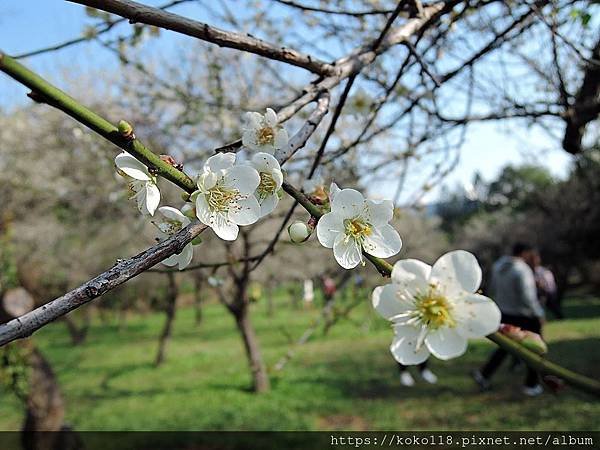 109.1.5 清華大學梅園-梅花 (六瓣) 42.JPG