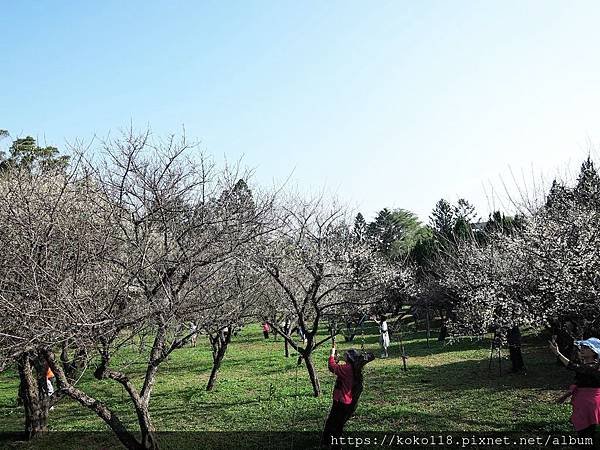 109.1.5 清華大學梅園-梅花36.JPG