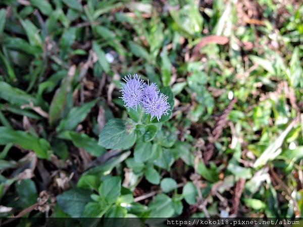 109.1.5 清華大學梅園-紫花藿香薊.JPG